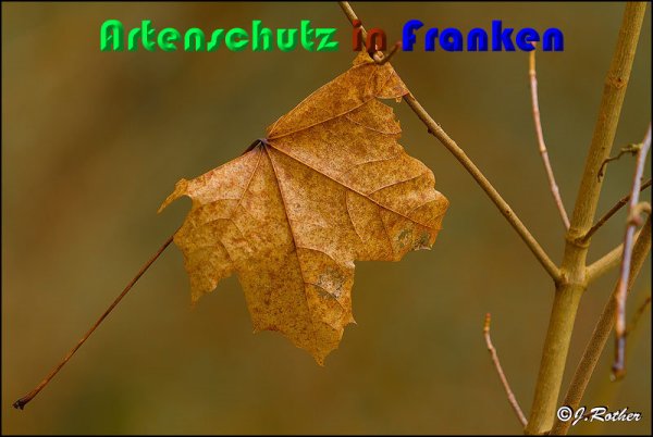 Copyright AiS Johannes Rother Bild zum Eintrag (54412-160)