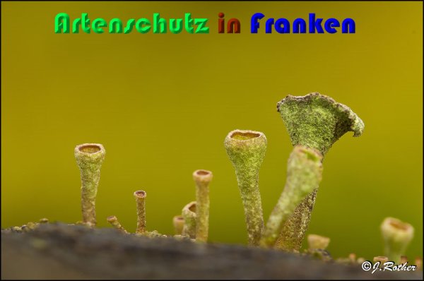 Copyright AiS Johannes Rother Bild zum Eintrag (54413-160)