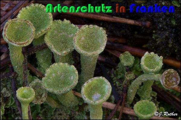Copyright AiS Johannes Rother Bild zum Eintrag (54414-160)
