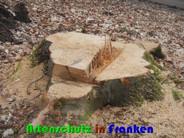 Copyright AiS Nowak Bild zum Eintrag (56185-160)