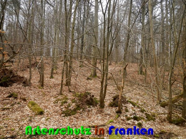 Copyright AiS Nowak Bild zum Eintrag (56188-160)
