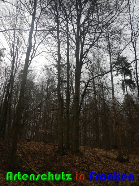 Copyright AiS Nowak Bild zum Eintrag (56189-160)