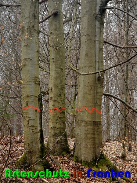 Copyright AiS Nowak Bild zum Eintrag (56190-160)