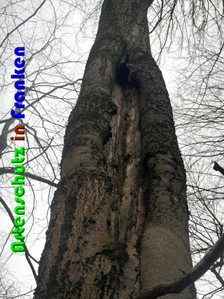 Copyright AiS Nowak Bild zum Eintrag (56192-160)
