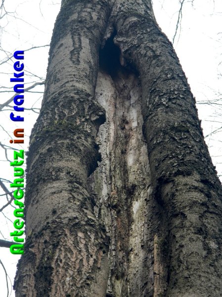 Copyright AiS Nowak Bild zum Eintrag (56193-160)