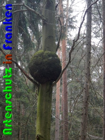 Copyright AiS Zanker Bild zum Eintrag (56200-160)