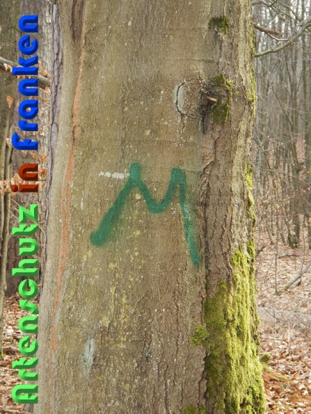 Copyright AiS Schaller Bild zum Eintrag (56439-160)