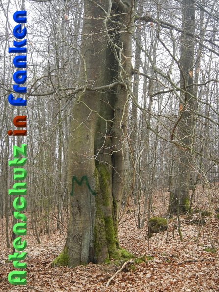Copyright AiS Schaller Bild zum Eintrag (56440-160)