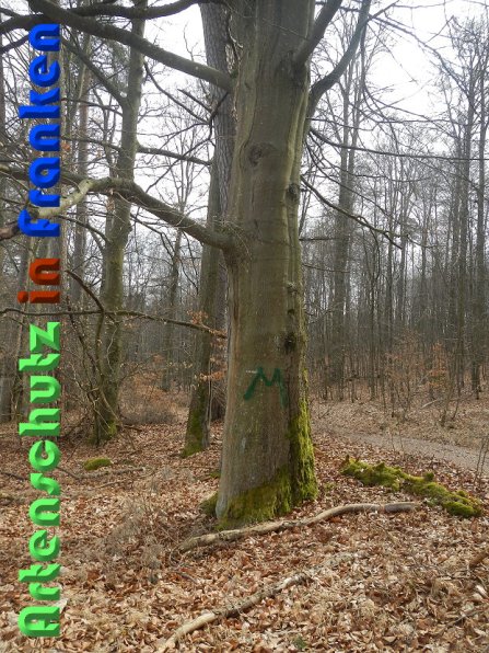 Copyright AiS Schaller Bild zum Eintrag (56441-160)