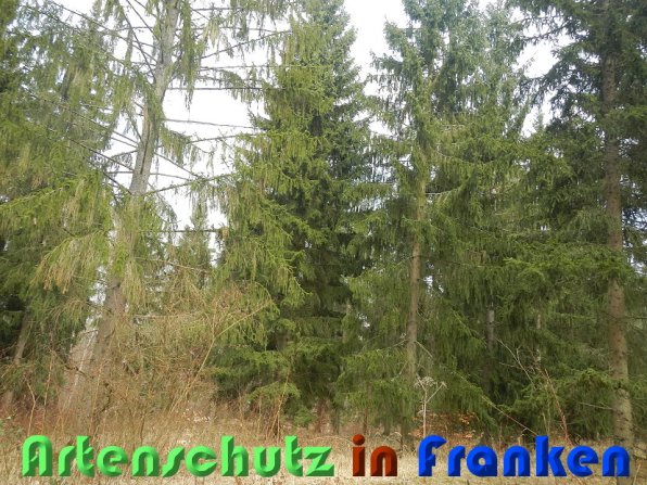 Copyright AiS Schaller Bild zum Eintrag (56443-160)