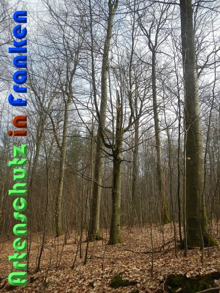 Copyright AiS Schaller Bild zum Eintrag (56445-160)