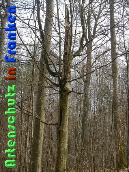 Copyright AiS Schaller Bild zum Eintrag (56446-160)