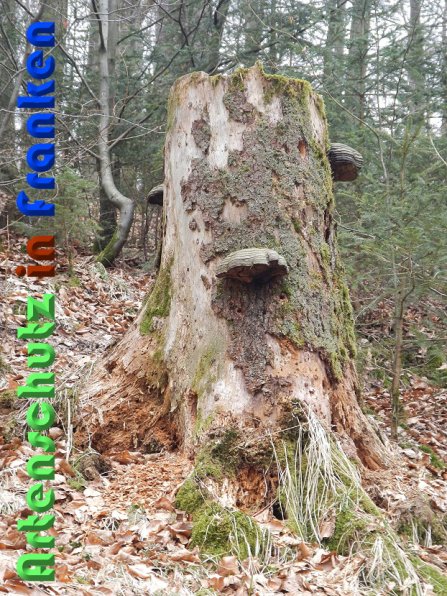 Copyright AiS Schaller Bild zum Eintrag (56447-160)