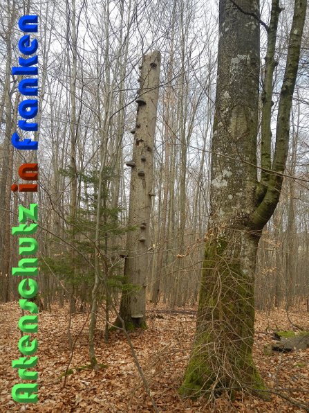 Copyright AiS Schaller Bild zum Eintrag (56448-160)