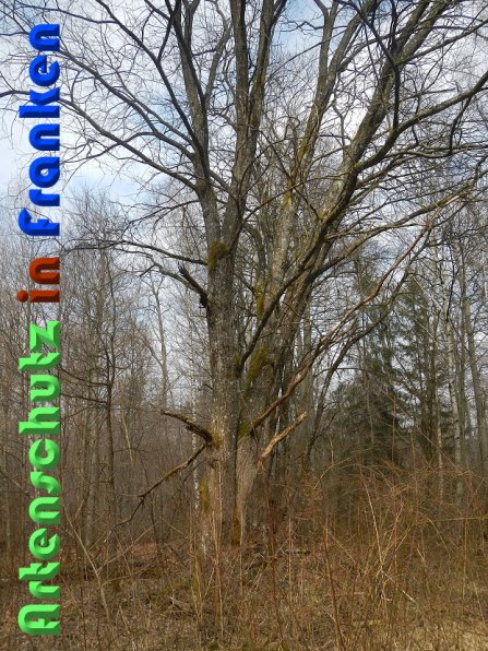 Copyright AiS Schaller Bild zum Eintrag (56450-160)