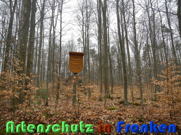 Copyright AiS Schaller Bild zum Eintrag (56451-160)