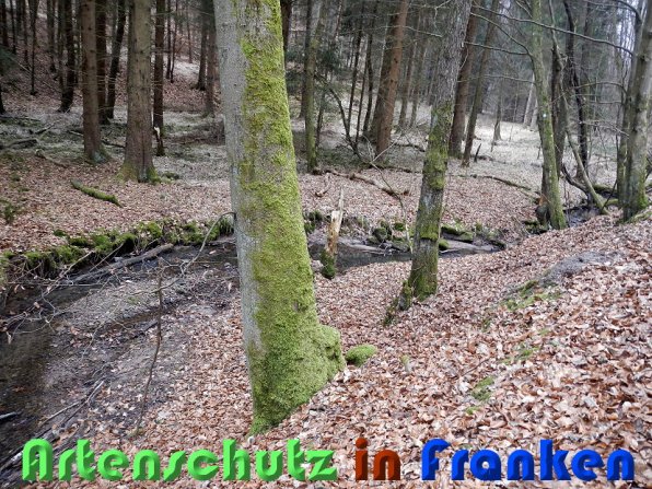 Copyright AiS Schaller Bild zum Eintrag (56453-160)