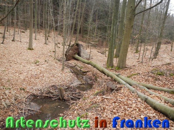 Copyright AiS Schaller Bild zum Eintrag (56459-160)