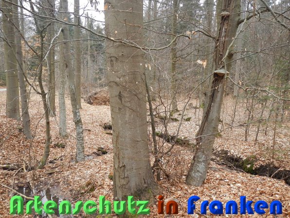 Copyright AiS Schaller Bild zum Eintrag (56460-160)