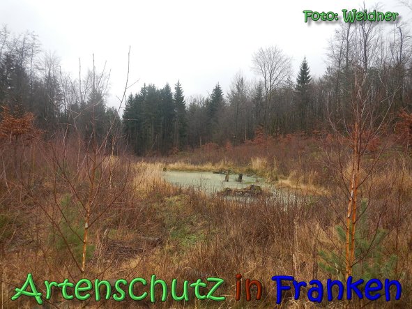 Copyright AiS Klaus Weidner Bild zum Eintrag (63113-160)