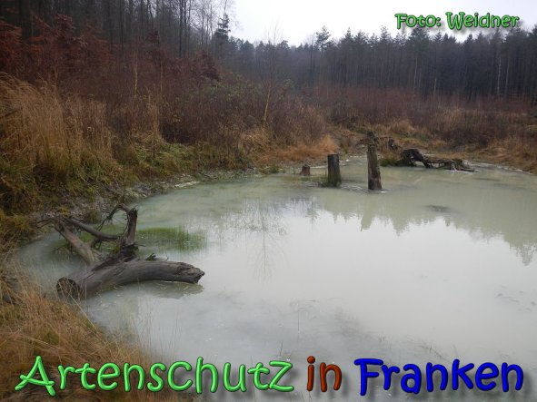 Copyright AiS Klaus Weidner Bild zum Eintrag (63114-160)