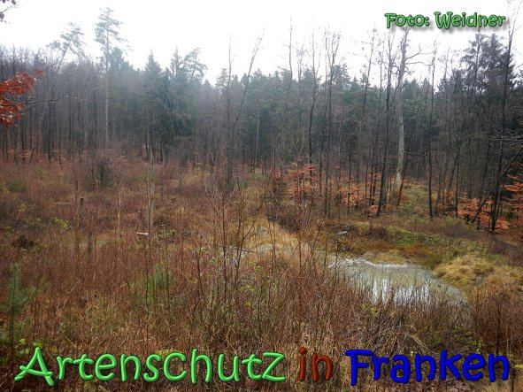 Copyright AiS Klaus Weidner Bild zum Eintrag (63117-160)
