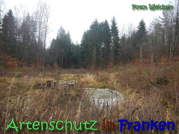 Copyright AiS Klaus Weidner Bild zum Eintrag (63118-160)