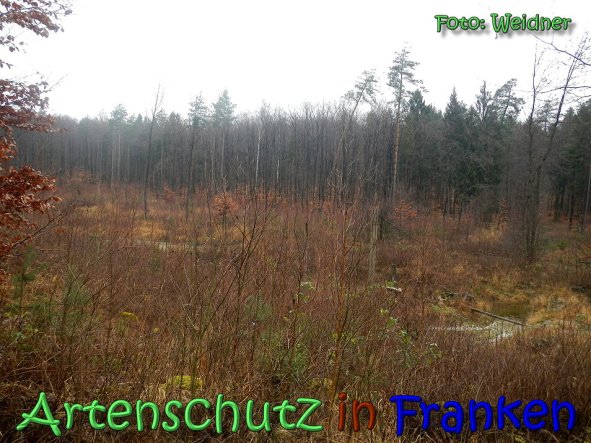 Copyright AiS Klaus Weidner Bild zum Eintrag (63119-160)