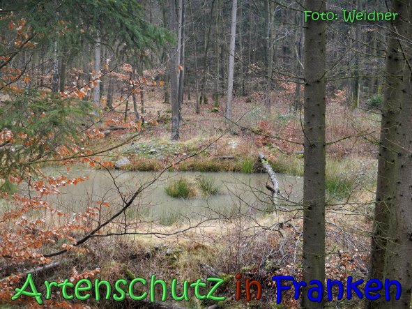 Copyright AiS Klaus Sanwald Bild zum Eintrag (63125-160)