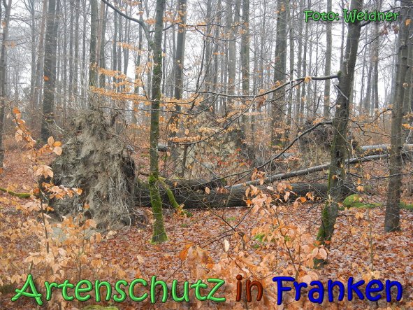 Copyright AiS Klaus Weidner Bild zum Eintrag (63126-160)