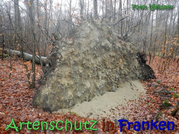 Copyright AiS Klaus Weidner Bild zum Eintrag (63127-160)