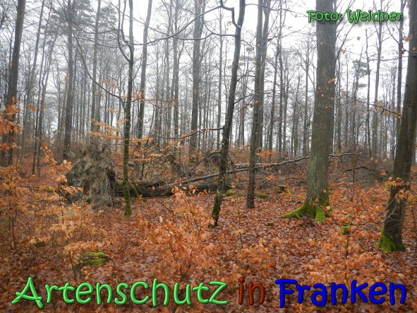 Copyright AiS Klaus Weidner Bild zum Eintrag (63128-160)