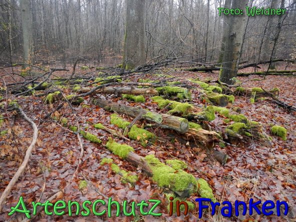 Copyright AiS Klaus Weidner Bild zum Eintrag (63134-160)