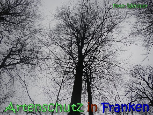 Copyright AiS Klaus Weidner Bild zum Eintrag (63137-160)
