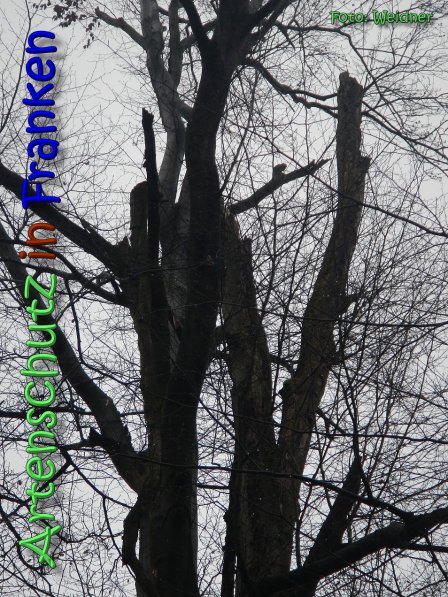 Copyright AiS Klaus Weidner Bild zum Eintrag (63139-160)