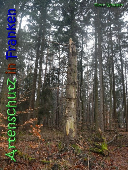 Copyright AiS Klaus Weidner Bild zum Eintrag (63144-160)