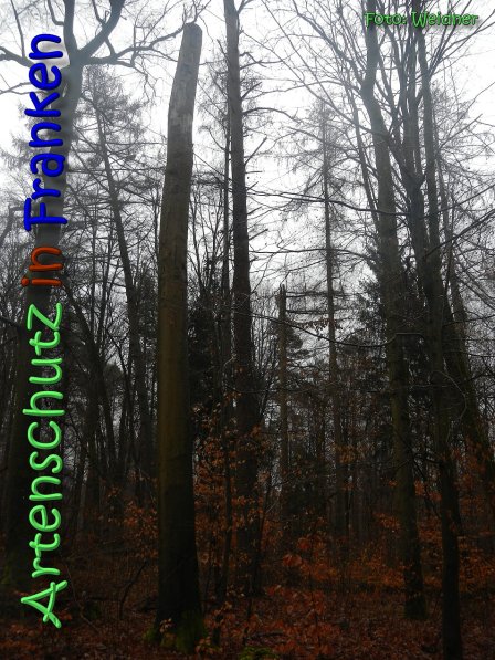 Copyright AiS Klaus Weidner Bild zum Eintrag (63145-160)