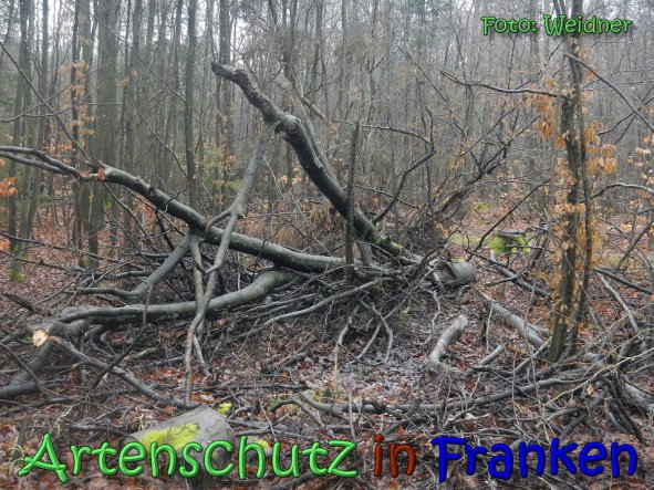 Copyright AiS Klaus Weidner Bild zum Eintrag (63147-160)