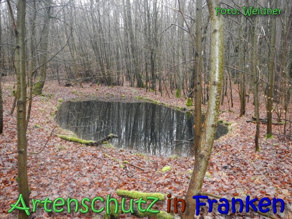 Copyright AiS - Klaus Weidner Bild zum Eintrag (63150-160)