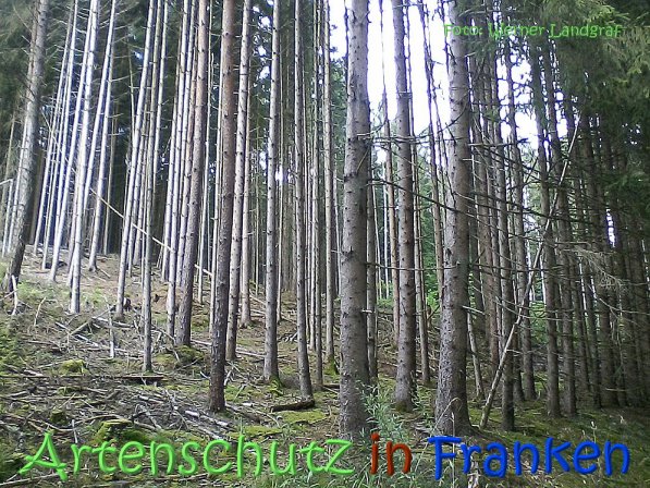 Copyright AiS Werner Landgraf Bild zum Eintrag (68876-160)