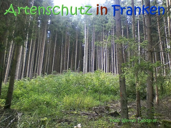 Copyright AiS Werner Landgraf Bild zum Eintrag (68888-160)