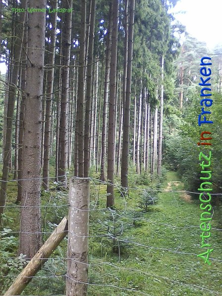 Copyright AiS Werner Landgraf Bild zum Eintrag (68889-160)