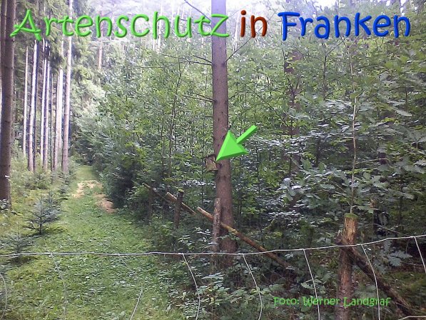 Copyright AiS Werner Landgraf Bild zum Eintrag (68891-160)