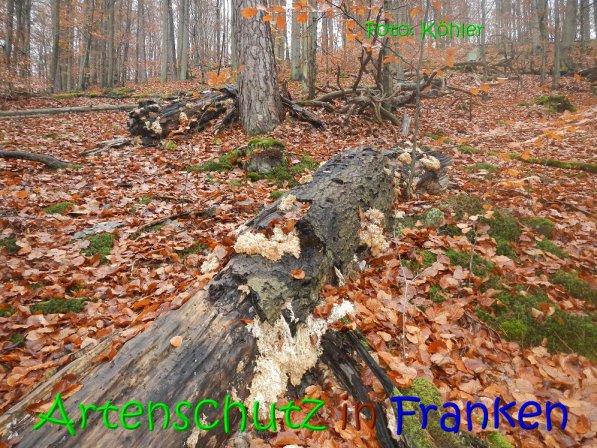 Copyright AiS Köhler Bild zum Eintrag (70803-160)