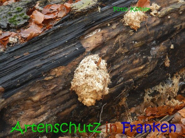 Copyright AiS Köhler Bild zum Eintrag (70804-160)