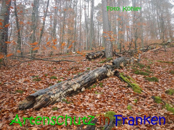 Copyright AiS Köhler Bild zum Eintrag (70805-160)