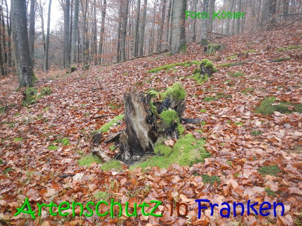 Copyright AiS Köhler Bild zum Eintrag (70806-160)