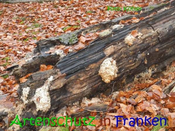 Copyright AiS Köhler Bild zum Eintrag (70807-160)
