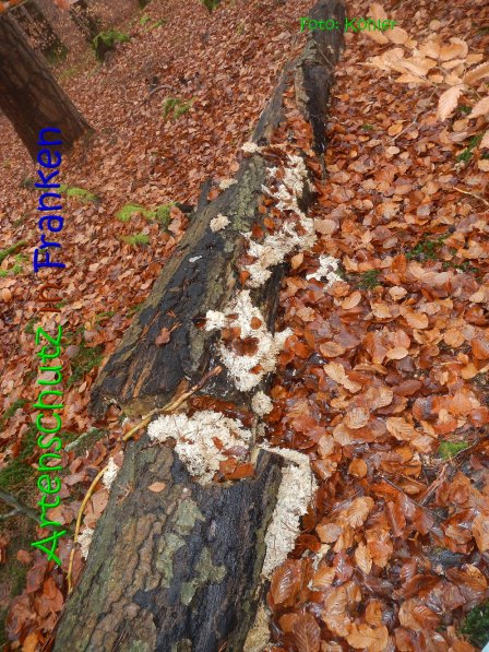 Copyright AiS Köhler Bild zum Eintrag (70808-160)