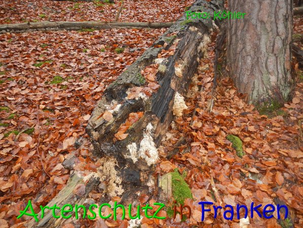 Copyright AiS Köhler Bild zum Eintrag (70811-160)
